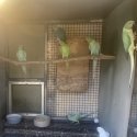 Indian Ringnecks
