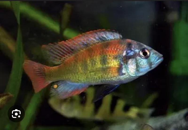 NSW cichlid society major auction march 7