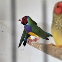 Gouldians diamond doves