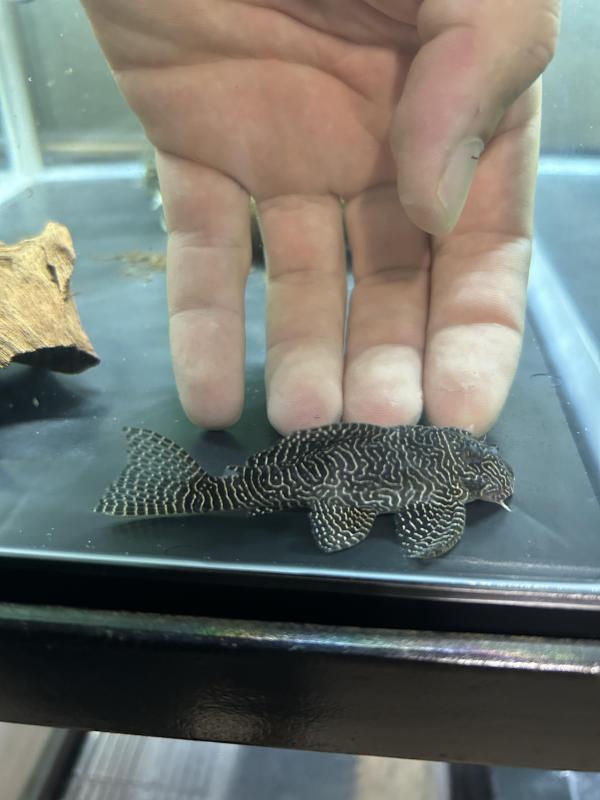 L260 queen pleco