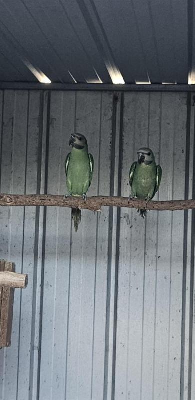 SPLIT BLUE MOUSTACHE