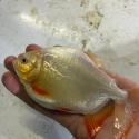 Albino pacu