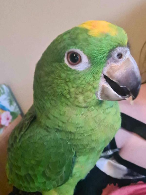 Hand-Reared Yellow-Crowned Amazons