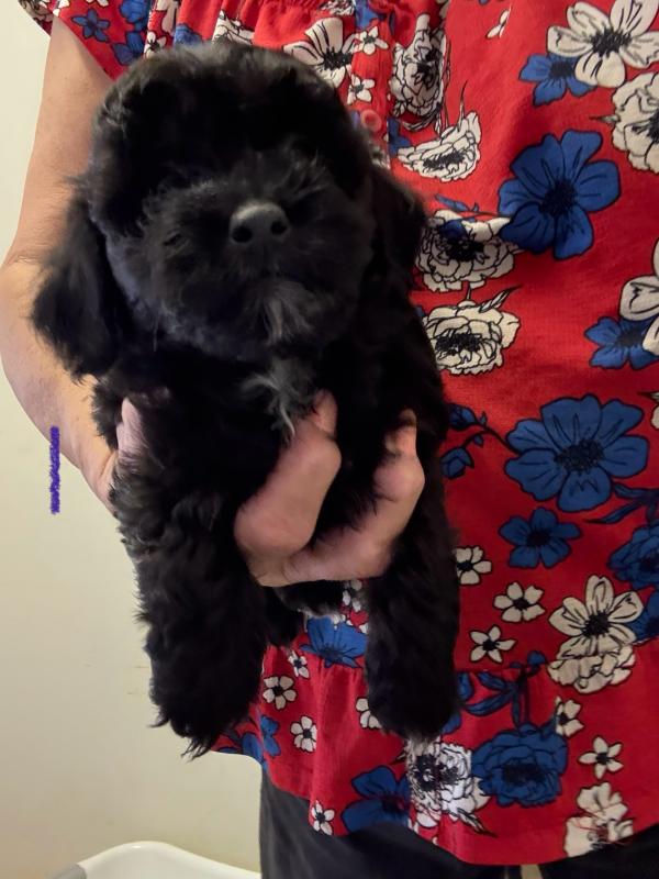 Shih tzu X small toy poodle