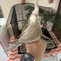 Hand raised cockatiels