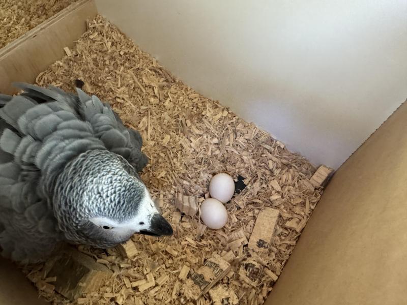 African grey pair 6 years old