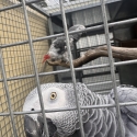 African grey pair 10 years old