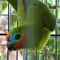 D/eyed Fig Parrots