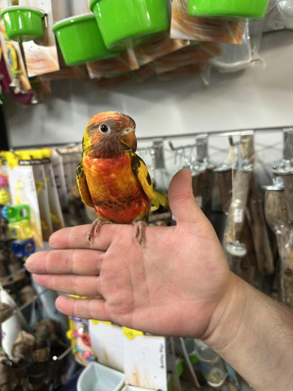 Handraised lorikeets