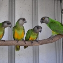 SENEGAL PARROTS