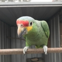 RED LORED AMAZON