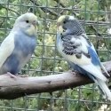 Beautiful baby budgies