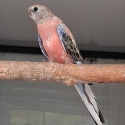 BOURKE PARROTS