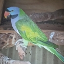 Derbyan parrot