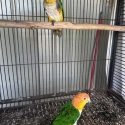 White Belly Caiques