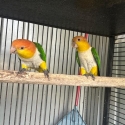 White Belly Caiques