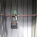 Opaline  Cleartail Ringnecks  Proven Pair &   Singles