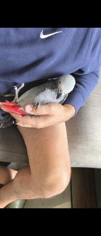 African grey 15 weeks old