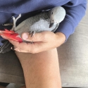 African grey 15 weeks old