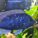 Placidochromis Tanzania (star spahire).    White calvus