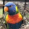 Proven Split Blue Lorikeets Breeding Pair