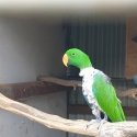 Male Eclectus