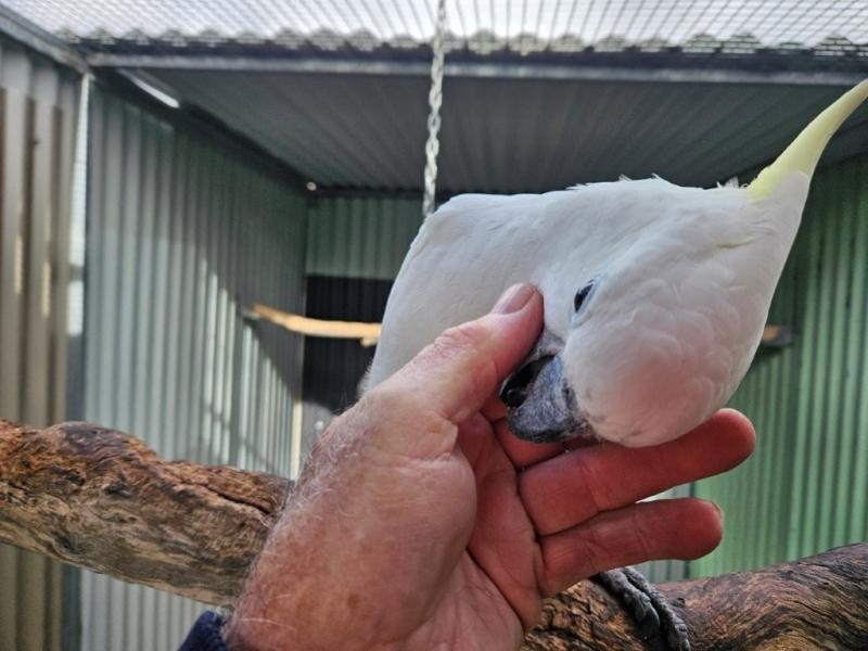 Cockatoo Sell Out - Breeding prs etc