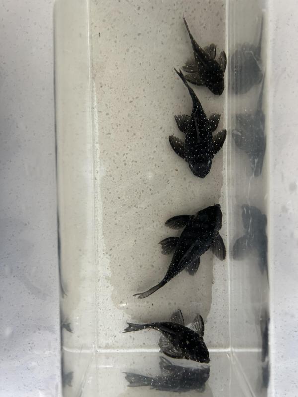 L004 angelicus pleco colony