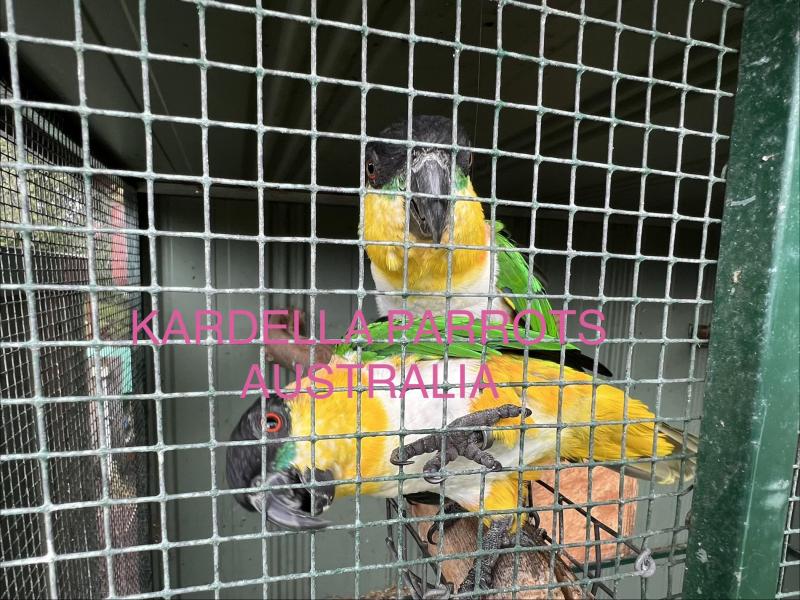 Black Headed Caique Breeding Pairs