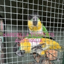Black Headed Caique Breeding Pairs