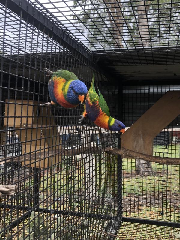 Proven Breeding Pair Split Blue Rainbow Lorikeets