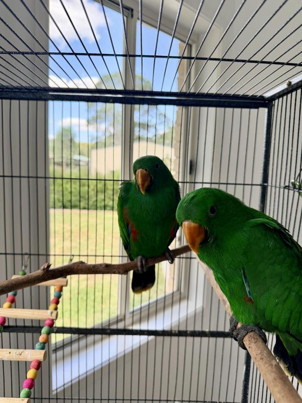 Male eclectus baby