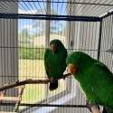 Male eclectus baby