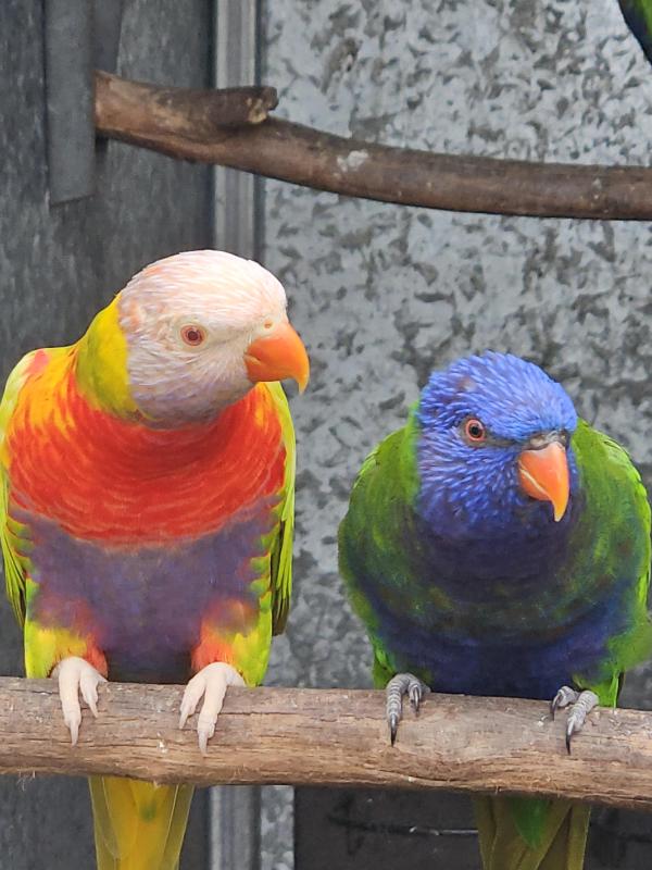 lorry & lorikeets  birds
