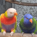 lorry & lorikeets  birds