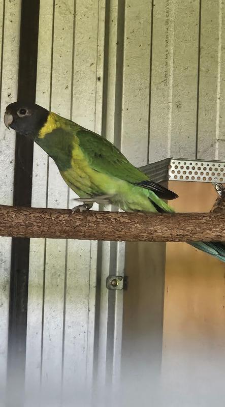 SPLIT BLUE 28 Hen 25 Bred