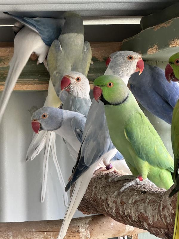 Proven, mature and 2025 Ringnecks