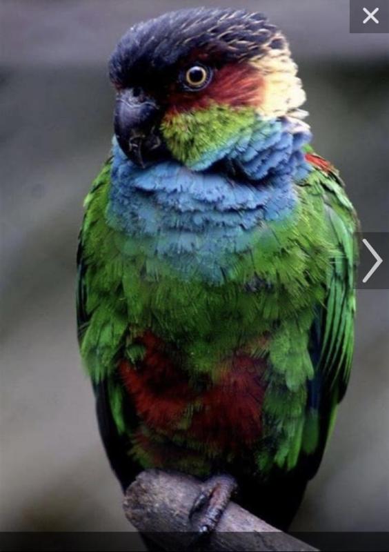 BLUE THROATED CONURE BABIES