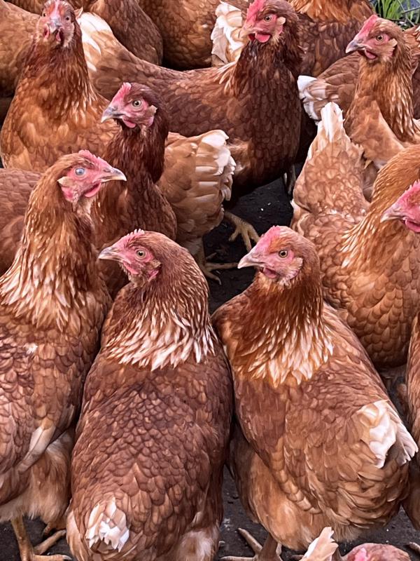 ISA BROWNS Point of lay