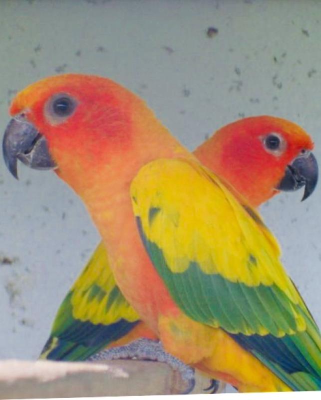 Wanted Hen Sun Conure