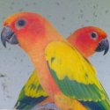 Wanted Hen Sun Conure