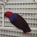 Female Eclectus