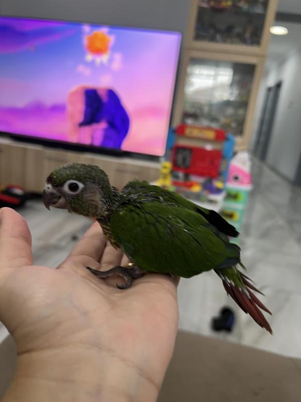 Hand raised conures
