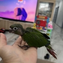 Hand raised conures