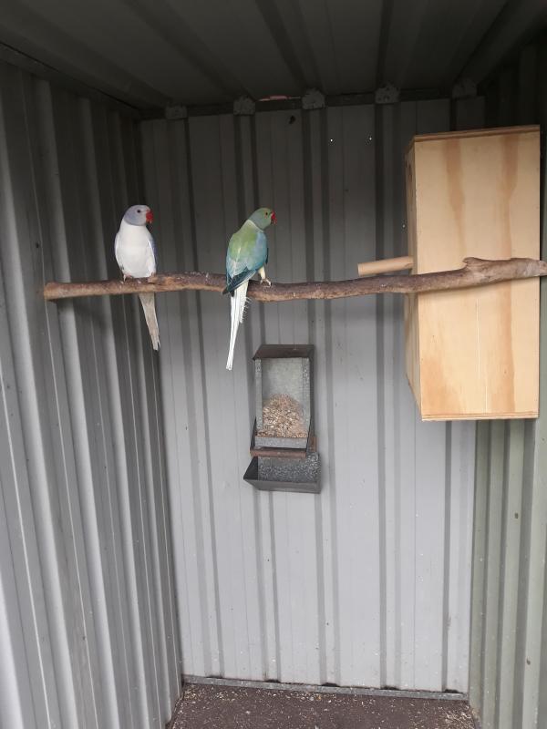 Opaline Cleartails  Breeding Pair &  Single  Birds