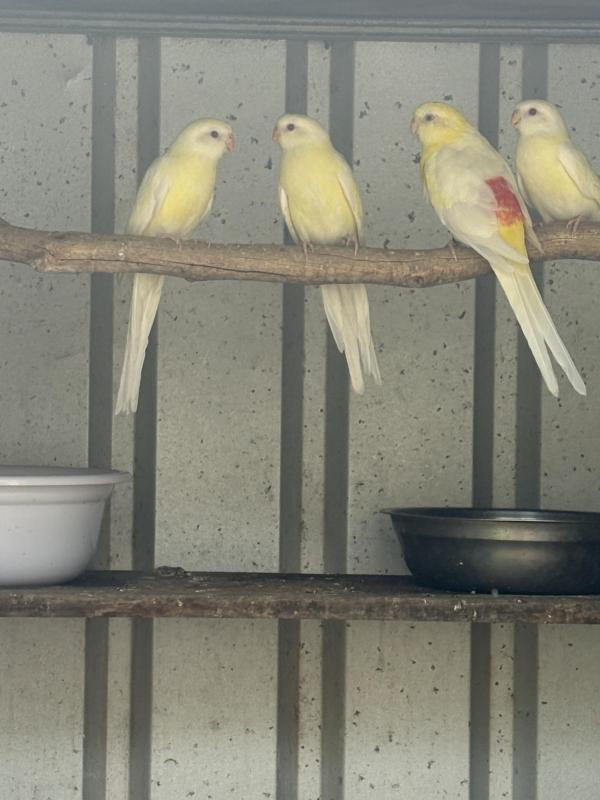 Red rumps going too orange