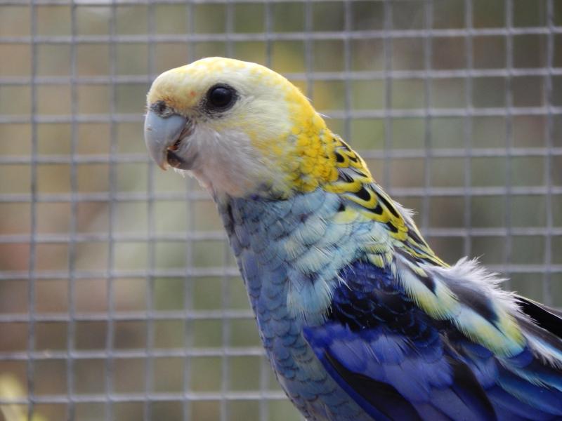 Pale-head Rosellas