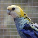 Pale-head Rosellas