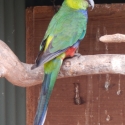 Red-capped Parrot