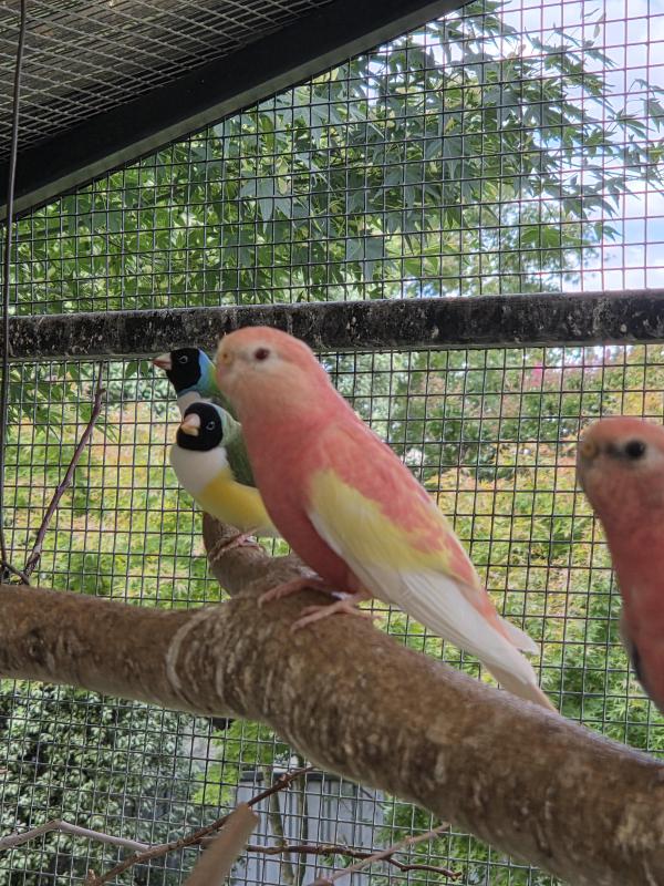 Bourkes and Turquoises